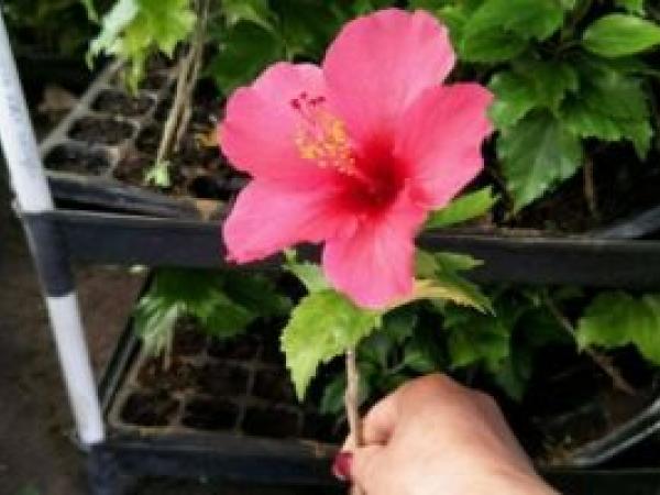 Китайская роза (Гибискус) - уход, выращивание и размножение в домашних условиях photo_8