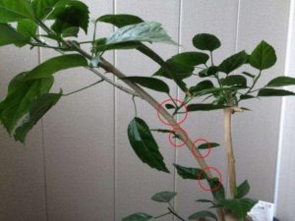 Китайская роза (Гибискус) - уход, выращивание и размножение в домашних условиях photo_5