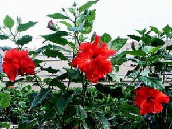 Китайская роза (Гибискус) - уход, выращивание и размножение в домашних условиях photo_3