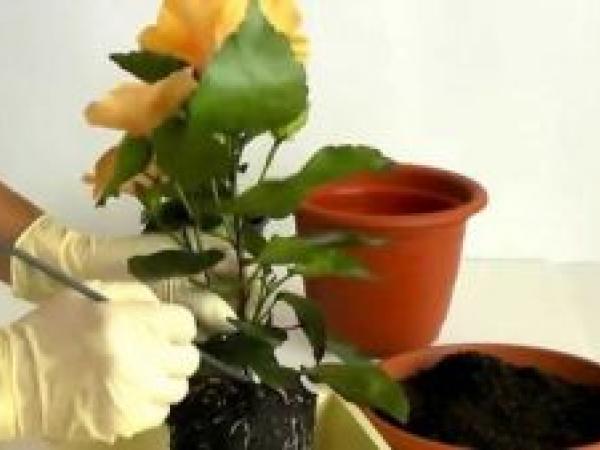 Китайская роза (Гибискус) - уход, выращивание и размножение в домашних условиях photo_6