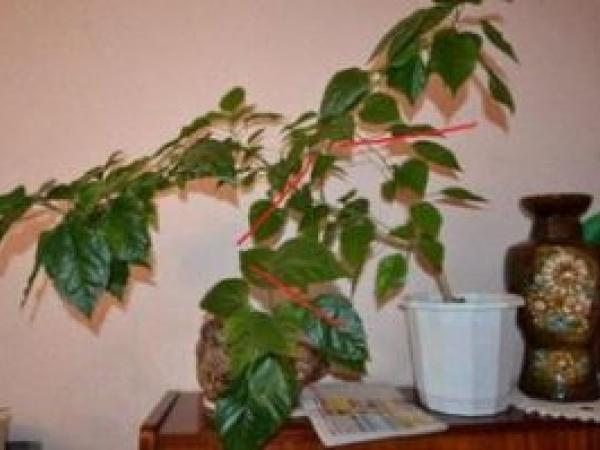 Китайская роза (Гибискус) - уход, выращивание и размножение в домашних условиях photo_4