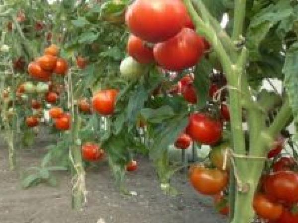Выращивание рассады томатов в домашних условиях photo_1