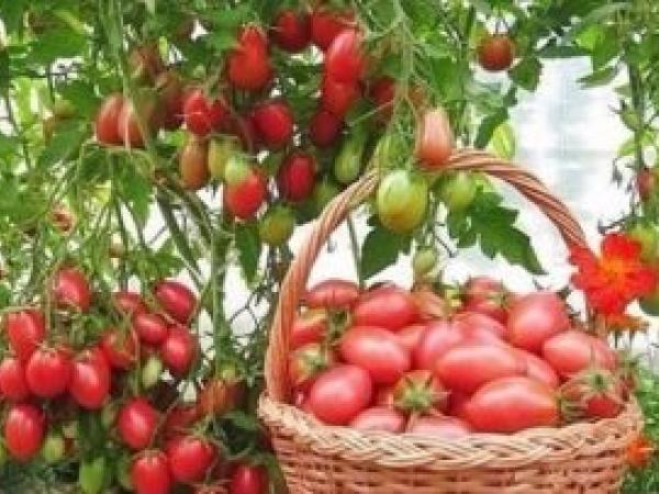 сажать помидоры на рассаду Polysad photo_3