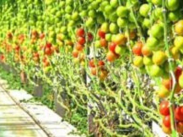 Вирощування розсади томатів у домашніх умовах photo_2
