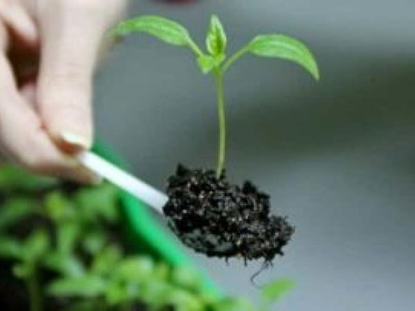 Як садити перець на розсаду в теплицю у 2022 році photo_1