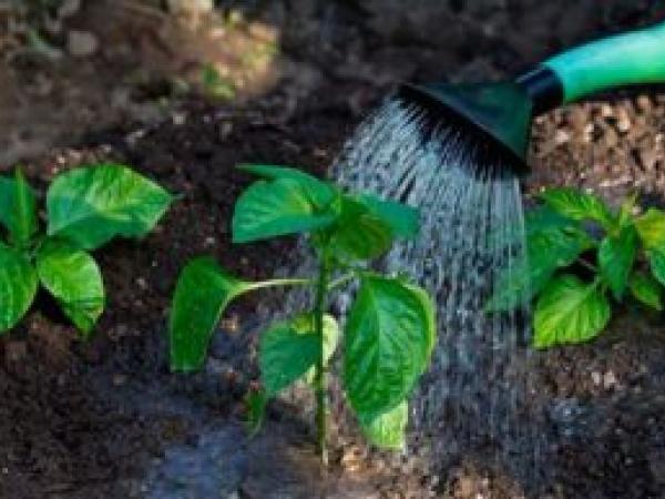 Як садити перець на розсаду в теплицю у 2022 році photo_4
