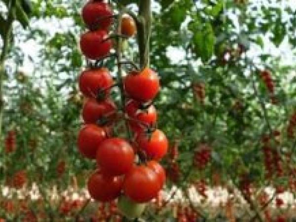 Вирощування розсади томатів у домашніх умовах photo_3