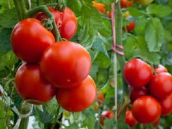 Выращивание рассады томатов в домашних условиях photo_4