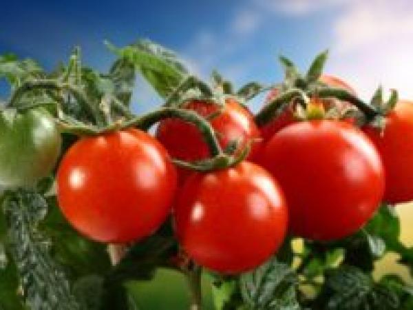 Вирощування розсади томатів у домашніх умовах photo_5
