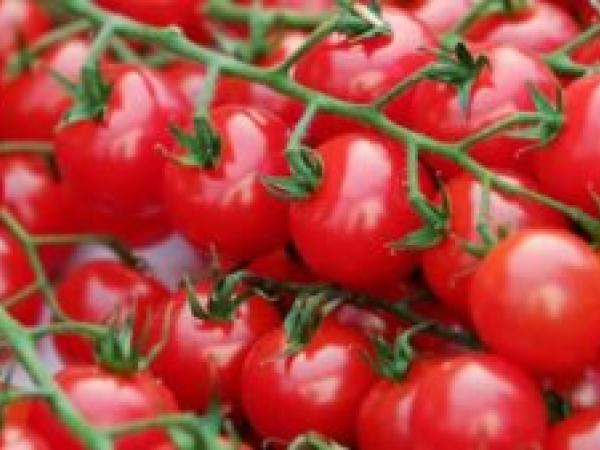Выращивание рассады томатов в домашних условиях photo_6
