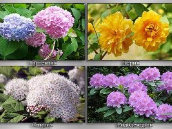 Летне-осенние цветущие кустарники: фото с названиями photo_5