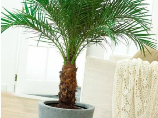 Кімнатна пальма: сортові різновиди та правила догляду photo