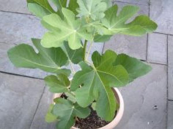 Инжир (фиговое дерево): выращивание в домашних условиях, размножение photo_2