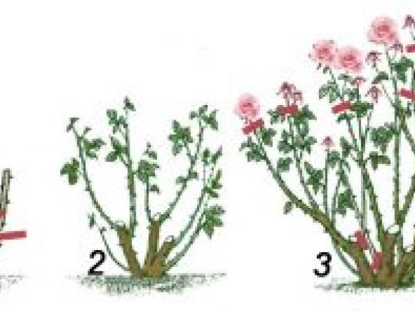 Плетистая роза: как сажать и ухаживать в открытой почве, размножение, обрезка и сорта (фото) photo_17