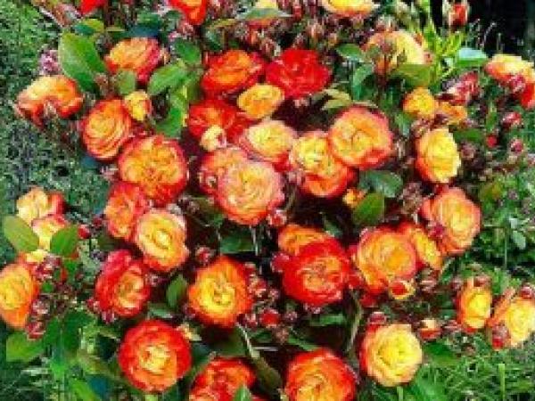 Плетистая роза: как сажать и ухаживать в открытой почве, размножение, обрезка и сорта (фото) photo_3