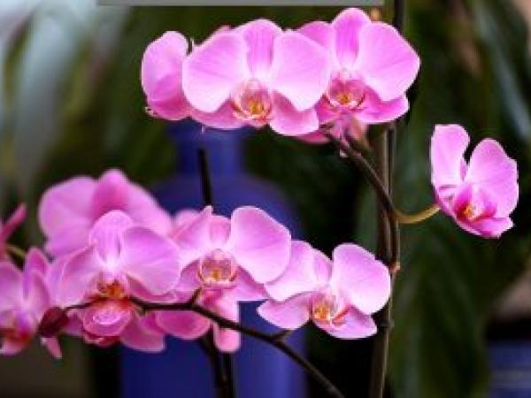 Орхидея Фаленопсис: уход в домашних условиях, пересадка и размножение photo_1