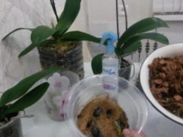 Орхидея Фаленопсис: уход в домашних условиях, пересадка и размножение photo_5