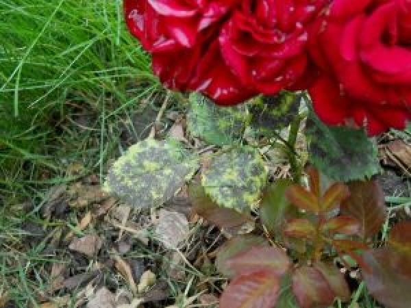 Плетистая роза: как сажать и ухаживать в открытой почве, размножение, обрезка и сорта (фото) photo_14