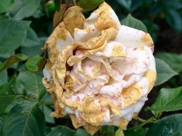 Плетиста троянда: як садити і доглядати у відкритому ґрунті, розмноження, обрізання та сорти (фото) photo_14