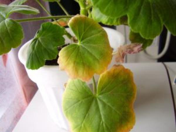 Квітка герань: догляд у домашніх умовах, фото, розмноження, пересадка та обрізка photo_3