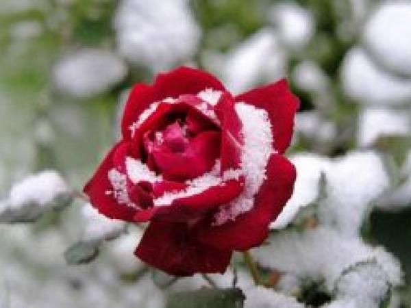 Плетистая роза: как сажать и ухаживать в открытой почве, размножение, обрезка и сорта (фото) photo_19