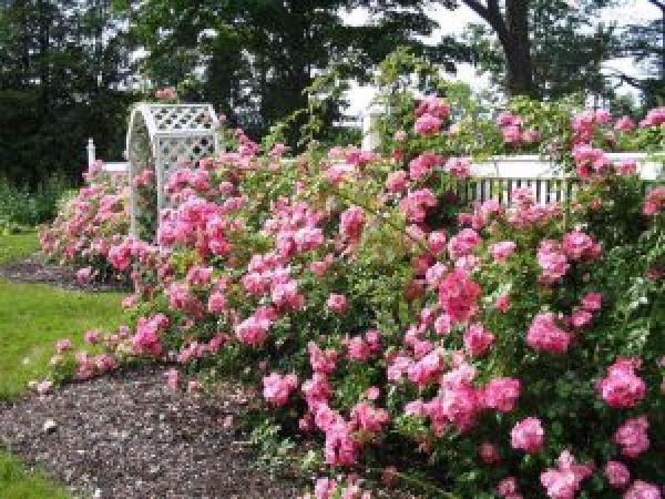 Плетистая роза: как сажать и ухаживать в открытой почве, размножение, обрезка и сорта (фото) photo_5