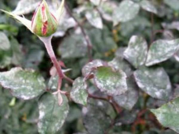 Плетистая роза: как сажать и ухаживать в открытой почве, размножение, обрезка и сорта (фото) photo_11