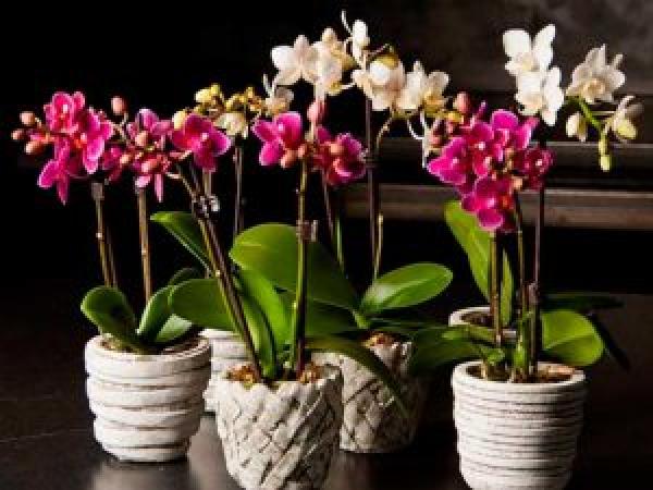Орхидея Фаленопсис: уход в домашних условиях, пересадка и размножение photo_6