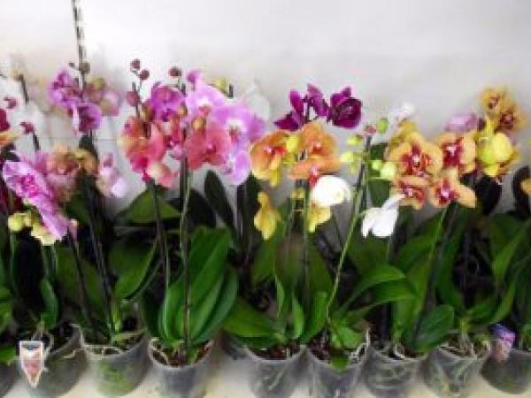 Орхидея Фаленопсис: уход в домашних условиях, пересадка и размножение photo_3