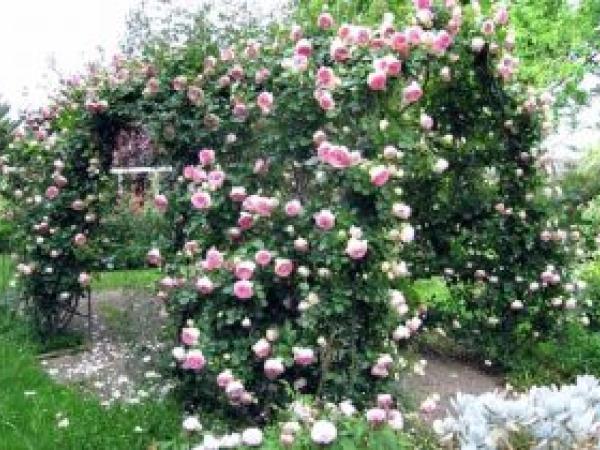 Плетиста троянда: як садити і доглядати у відкритому ґрунті, розмноження, обрізання та сорти (фото) photo_4