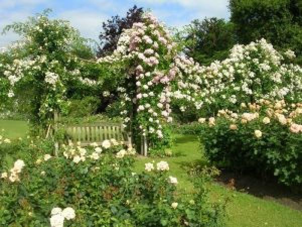 Плетистая роза: как сажать и ухаживать в открытой почве, размножение, обрезка и сорта (фото) photo_9