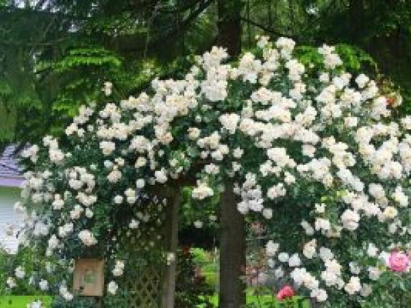 Плетиста троянда: як садити і доглядати у відкритому ґрунті, розмноження, обрізання та сорти (фото) photo_19