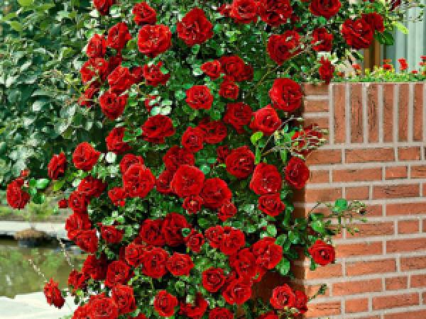 Плетистая роза: как сажать и ухаживать в открытой почве, размножение, обрезка и сорта (фото) photo_20