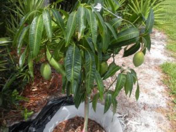 Как вырастить манго из косточки в домашних условиях photo_1