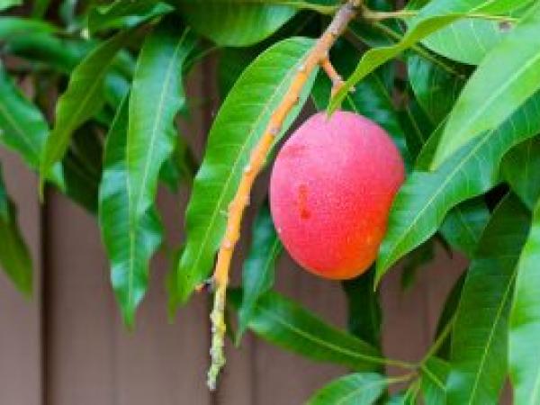 Как вырастить манго из косточки в домашних условиях photo_3