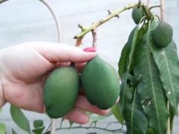 Как вырастить манго из косточки в домашних условиях photo_4