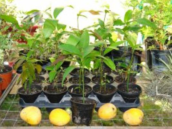 Як виростити манго з кісточки в домашніх умовах photo_2
