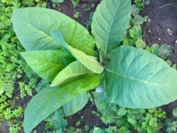 Выращивание табака: секреты и особенности ухода photo_4