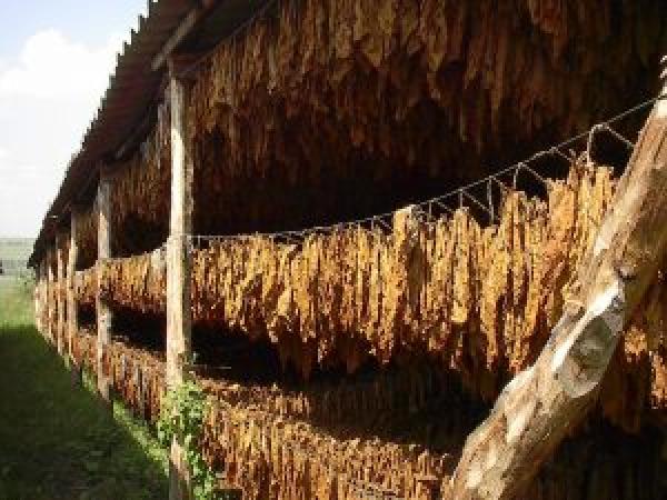 Выращивание табака: секреты и особенности ухода photo_2