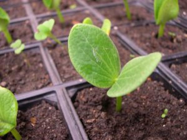 Рассада тыквы: когда сеять, как сажать в открытый грунт. Правила выращивания photo_3