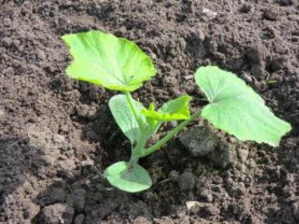 Рассада тыквы: когда сеять, как сажать в открытый грунт. Правила выращивания photo_1