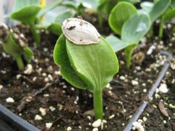 Рассада тыквы: когда сеять, как сажать в открытый грунт. Правила выращивания photo_4