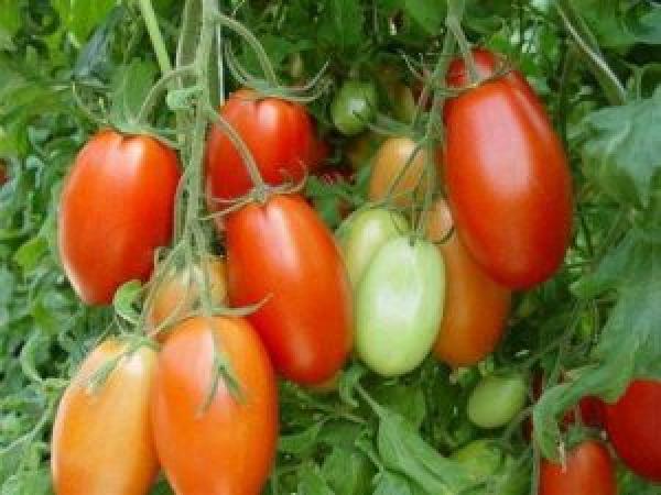 Список кращих сортів помідорів на 2022 рік для відкритого ґрунту photo_4