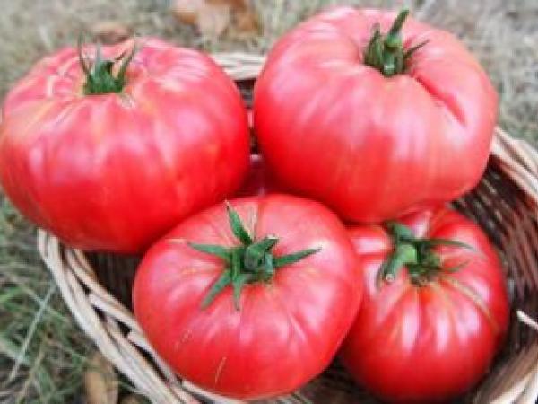 Список лучших сортов помидоров на 2022 год для открытого грунта photo_3