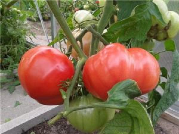 Список кращих сортів помідорів на 2022 рік для відкритого ґрунту photo_5