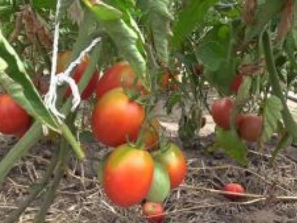 Список лучших сортов помидоров на 2022 год для открытого грунта photo_6