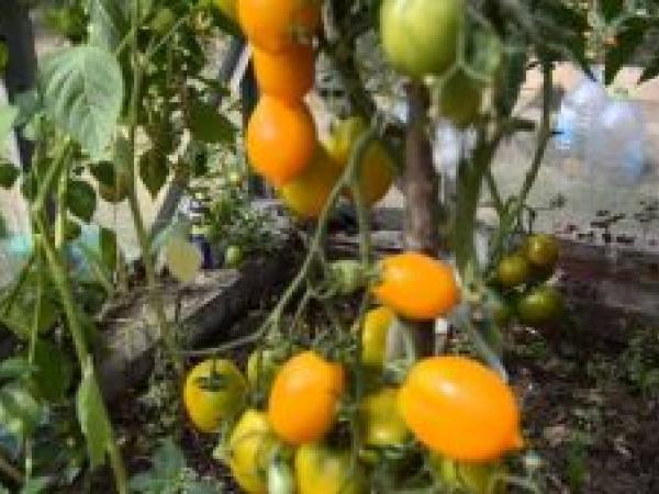 Список лучших сортов помидоров на 2022 год для открытого грунта photo_7