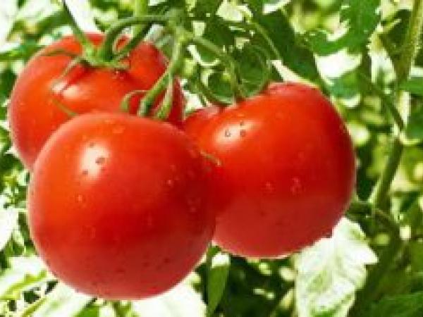 Список лучших сортов помидоров на 2022 год для открытого грунта photo_2