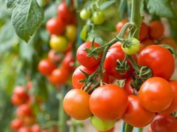 Список лучших сортов помидоров на 2022 год для открытого грунта photo_1