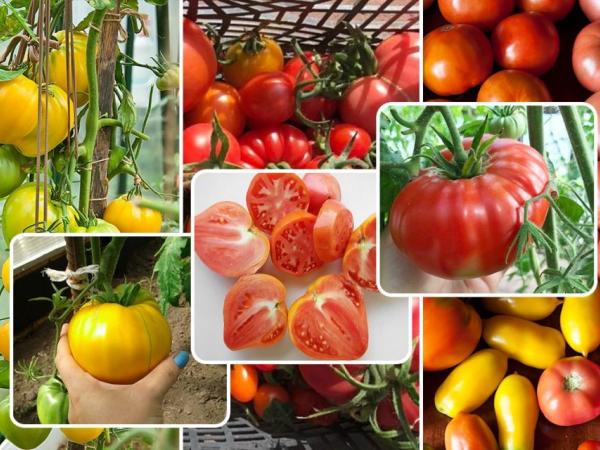 Список лучших сортов помидоров на 2022 год для открытого грунта photo